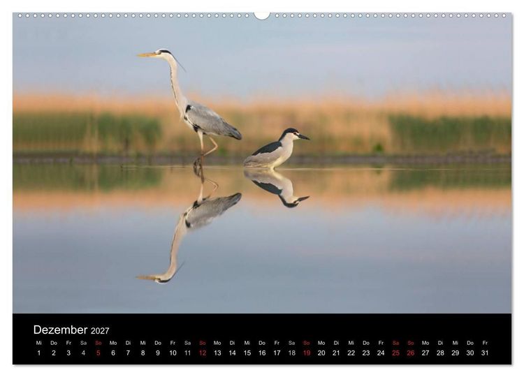 Produktbild: Reiher - Der Tanz auf dem Wasser (Wandkalender 2027 DIN A2 quer), CALVENDO Monatskalender