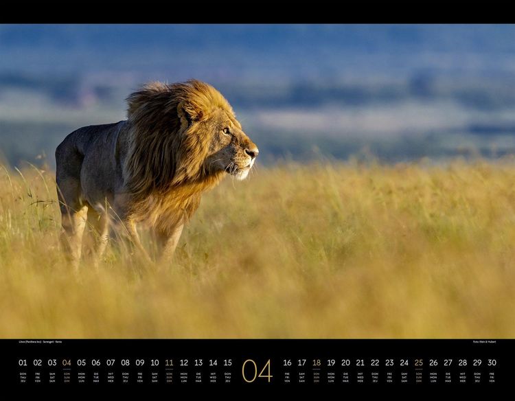 Produktbild: Wildes Afrika Kalender 2027