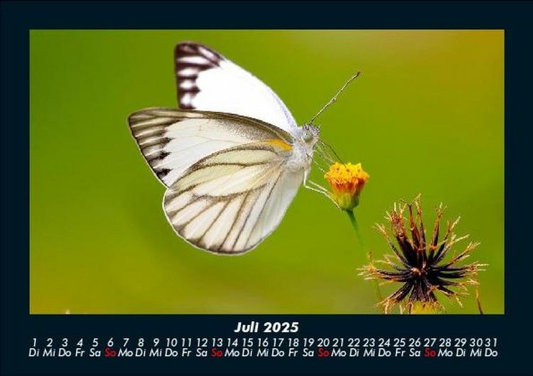 Produktbild: Welt der Tiere 2025 Fotokalender DIN A5