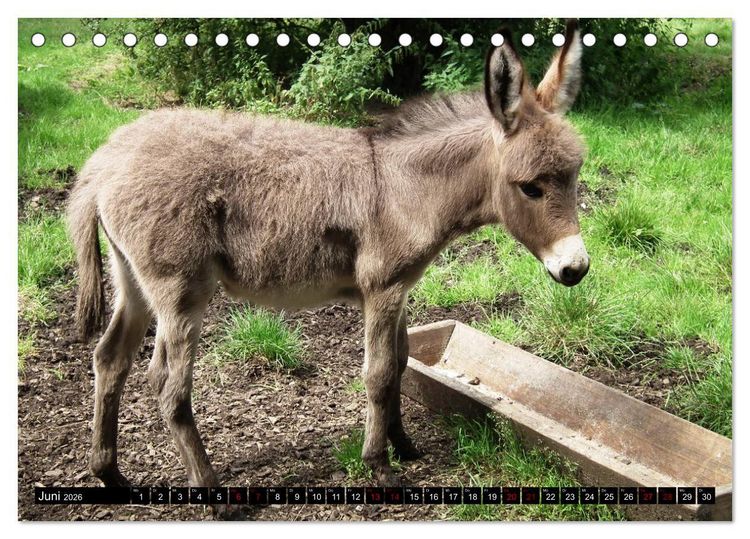 Produktbild: Haus- und Hoftiere (Tischkalender 2026 DIN A5 quer), CALVENDO Monatskalender