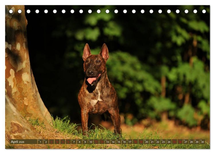 Produktbild: Bullterrier, Powerpakete auf 4 Pfoten (Tischkalender 2026 DIN A5 quer), CALVENDO Monatskalender