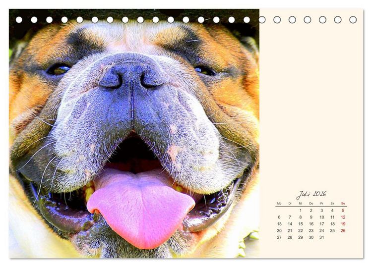 Produktbild: Dicke Freunde. Englische Bulldoggen (Tischkalender 2026 DIN A5 quer), CALVENDO Monatskalender