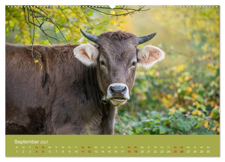 Produktbild: Allg&auml;uer Rindvieh 2027 (hochwertiger Premium Wandkalender 2027 DIN A2 quer), Kunstdruck in Hochglanz