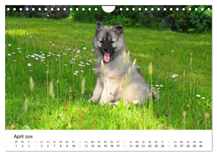 Produktbild: Der Wolfsspitz (Wandkalender 2026 DIN A4 quer), CALVENDO Monatskalender