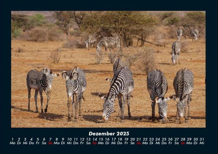 Produktbild: Zebrazauber 2025 Fotokalender DIN A4