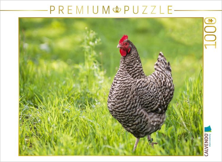 Produktbild: CALVENDO Puzzle Plymouth Rock Huhn auf gr&uuml;ner Wiese | 1000 Teile Lege-Gr&ouml;&szlig;e 64x48cm Foto-Puzzle f&uuml;r gl&uuml;ckliche Stunden
