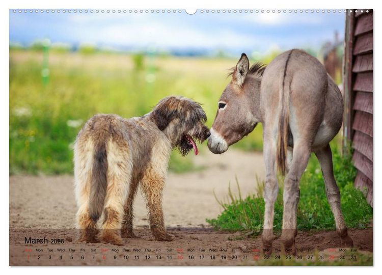 Produktbild: Little Donkey with Friends (High Quality Premium Wall Calendar 2026 DIN A2 landscape),CALVENDO 12 Month Wall Calendar