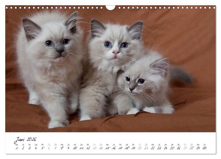 Produktbild: Ragdoll Kitten (Wandkalender 2026 DIN A3 quer), CALVENDO Monatskalender