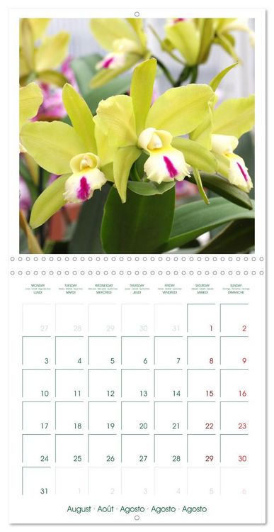 Produktbild: Orchid&eacute;es fantastiques (Calendrier mural carr&eacute; 2026 30x30 cm) Calendrier double avec une page pour vos prises de notes