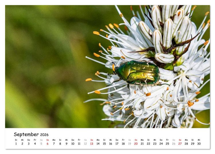 Produktbild: Wildpferde am Kruzi Plateau (Tischkalender 2026 DIN A5 quer), CALVENDO Monatskalender