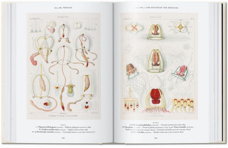 Produktbild: The Art and Science of Ernst Haeckel