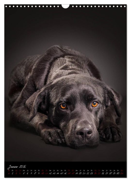 Produktbild: Hunde-Augen-Blicke (Wandkalender 2026 DIN A3 hoch), CALVENDO Monatskalender