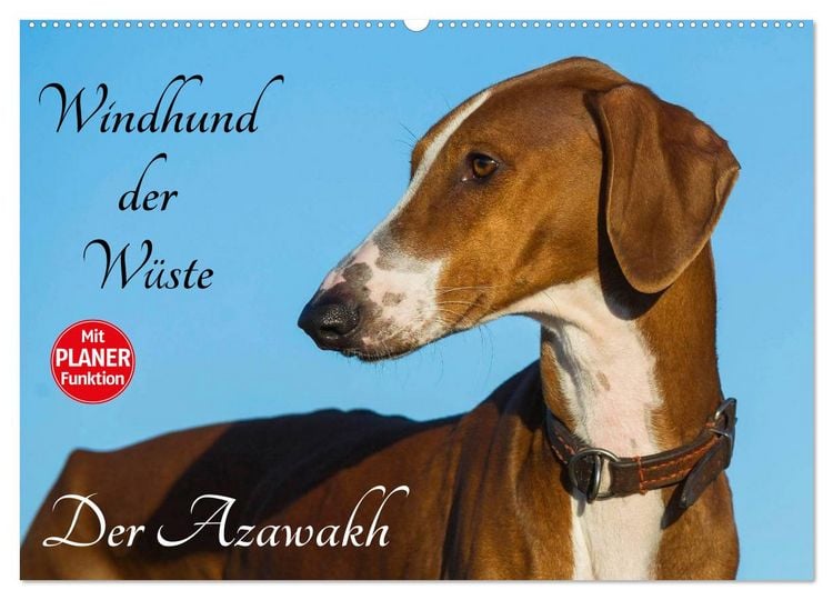 Produktbild: Windhund der W&uuml;ste - Der Azawakh (Wandkalender 2026 DIN A2 quer), CALVENDO Monatskalender