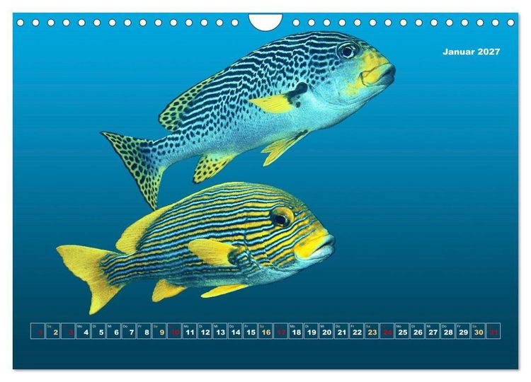 Produktbild: Unterwasser-Galerie (Wandkalender 2027 DIN A4 quer), CALVENDO Monatskalender