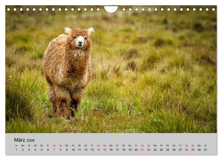 Produktbild: Unter Lamas und Alpakas (Wandkalender 2026 DIN A4 quer), CALVENDO Monatskalender