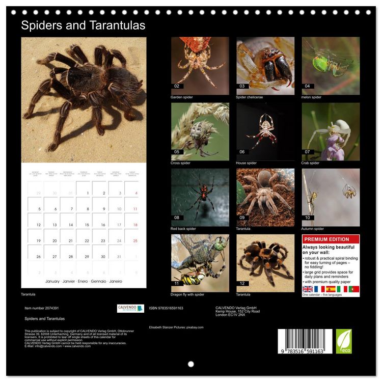 Produktbild: Spiders and Tarantulas (Wall Calendar 2026 12 &times; 12 Inch) CALVENDO 12 Month Wall Calendar