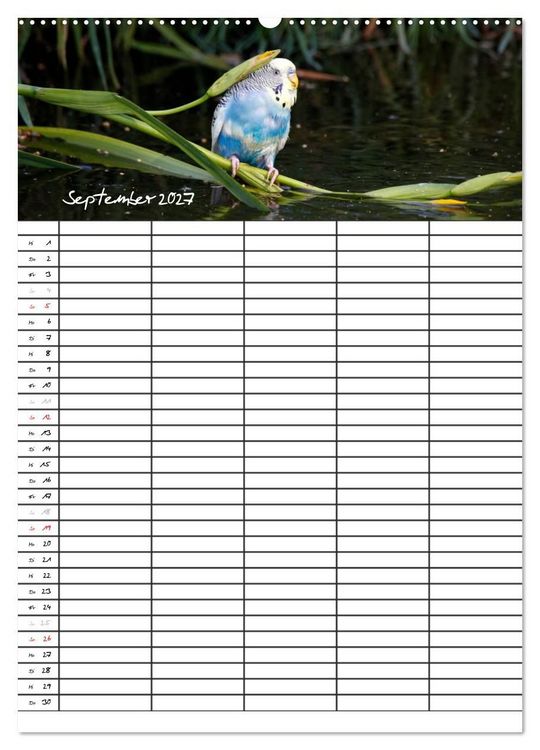 Produktbild: Wellensittiche (Wandkalender 2027 DIN A2 hoch), CALVENDO Monatskalender