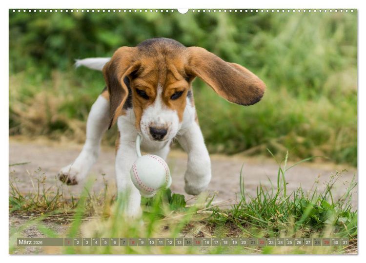 Produktbild: Beaglebabys auf Entdeckungstour (hochwertiger Premium Wandkalender 2026 DIN A2 quer), Kunstdruck in Hochglanz