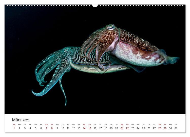 Produktbild: Faszination blaue Welt (hochwertiger Premium Wandkalender 2026 DIN A2 quer), Kunstdruck in Hochglanz