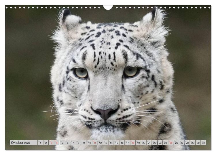 Produktbild: Schneeleoparden. Perfekte Raubkatzen-Sch&ouml;nheiten (Wandkalender 2026 DIN A3 quer), CALVENDO Monatskalender