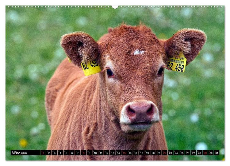 Produktbild: Kuh und Co. (Wandkalender 2026 DIN A2 quer), CALVENDO Monatskalender