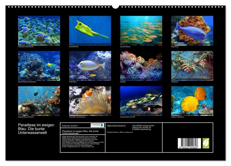 Produktbild: Paradiese im ewigen Blau. Die bunte Unterwasserwelt (hochwertiger Premium Wandkalender 2026 DIN A2 quer), Kunstdruck in Hochglanz