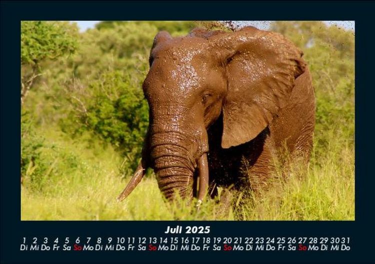Produktbild: Elefanten - Die sanften Riesen Afrikas 2025 Fotokalender DIN A5