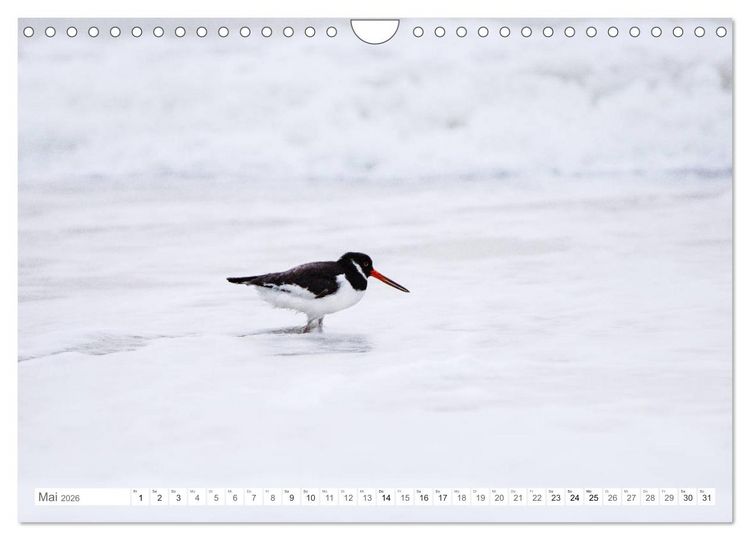 Produktbild: Helgoland - Das Leben auf der D&uuml;ne Helgolands (Wandkalender 2026 DIN A4 quer), CALVENDO Monatskalender