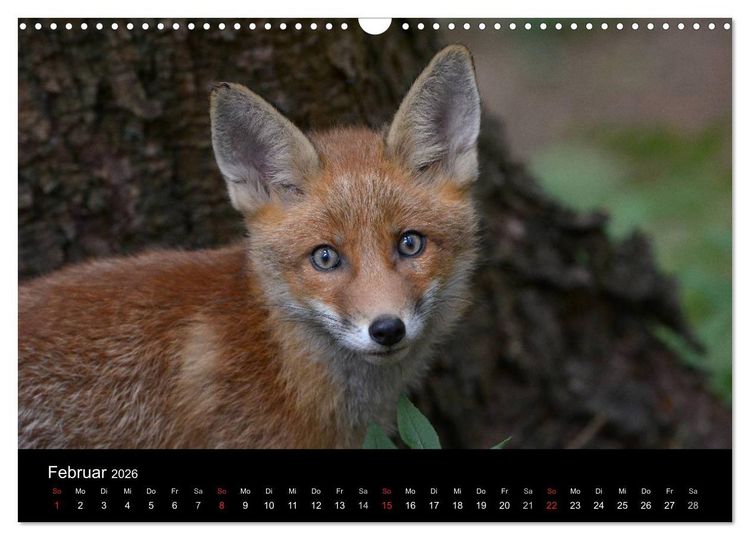 Produktbild: Ein Blick in Reinekes Kinderstube (Wandkalender 2026 DIN A3 quer), CALVENDO Monatskalender