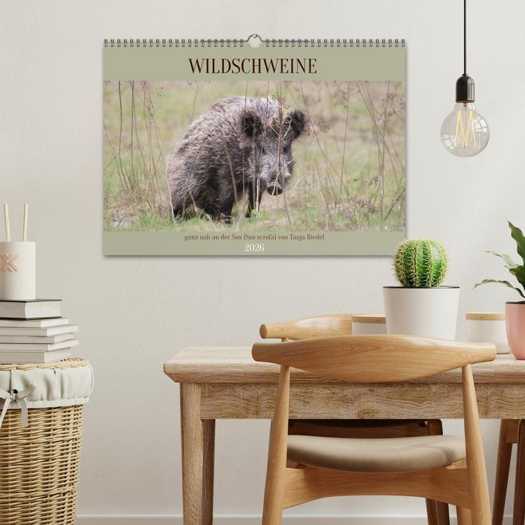 Produktbild: Wildschweine ganz nah an der Sau (Sus scrofa) von Tanja Riedel (Wandkalender 2026 DIN A3 quer), CALVENDO Monatskalender