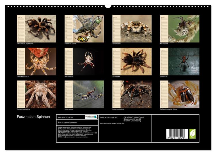 Produktbild: Faszination Spinnen (hochwertiger Premium Wandkalender 2026 DIN A2 quer), Kunstdruck in Hochglanz