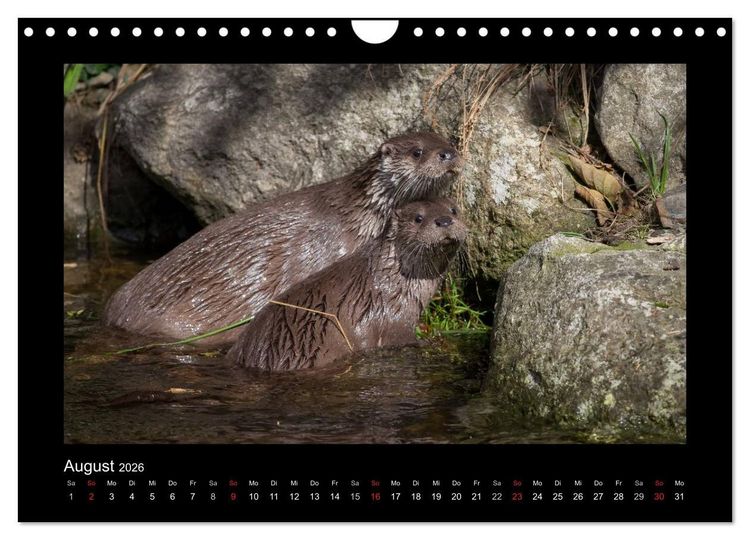 Produktbild: Wolf, Luchs und Co. - Tierbilder aus dem Bayerischen Wald (Wandkalender 2026 DIN A4 quer), CALVENDO Monatskalender