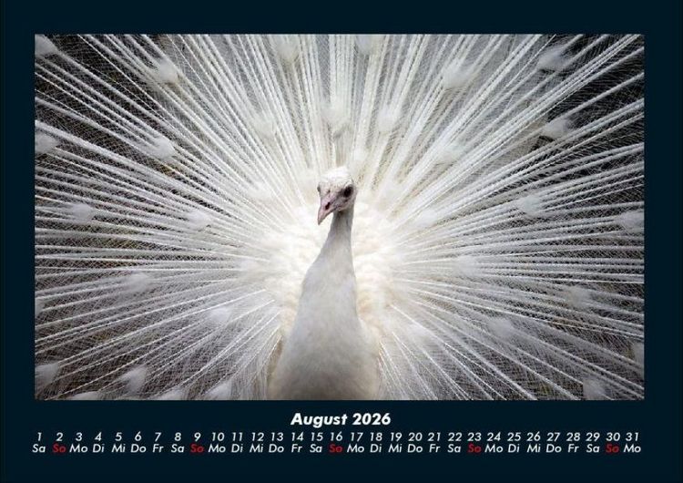 Produktbild: V&ouml;gel 2026 Fotokalender DIN A4