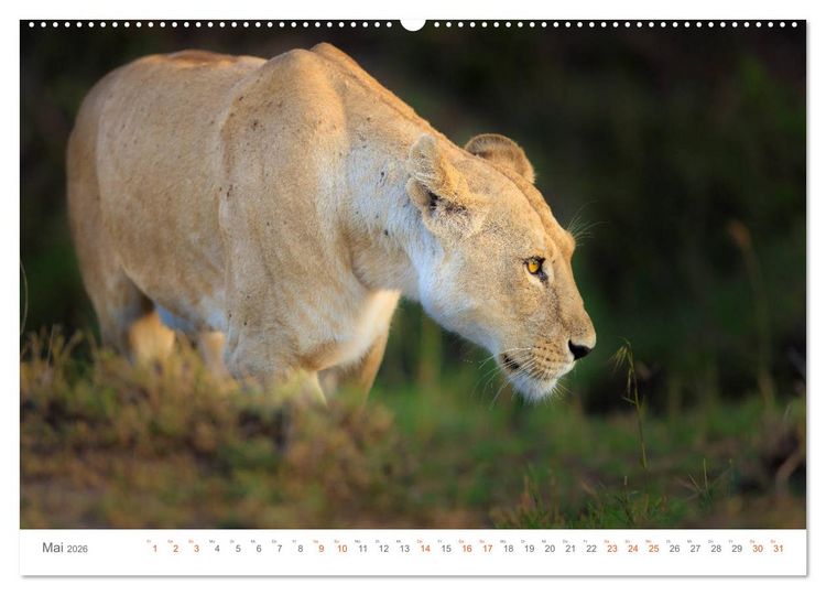 Produktbild: Safari Kenia (hochwertiger Premium Wandkalender 2026 DIN A2 quer), Kunstdruck in Hochglanz