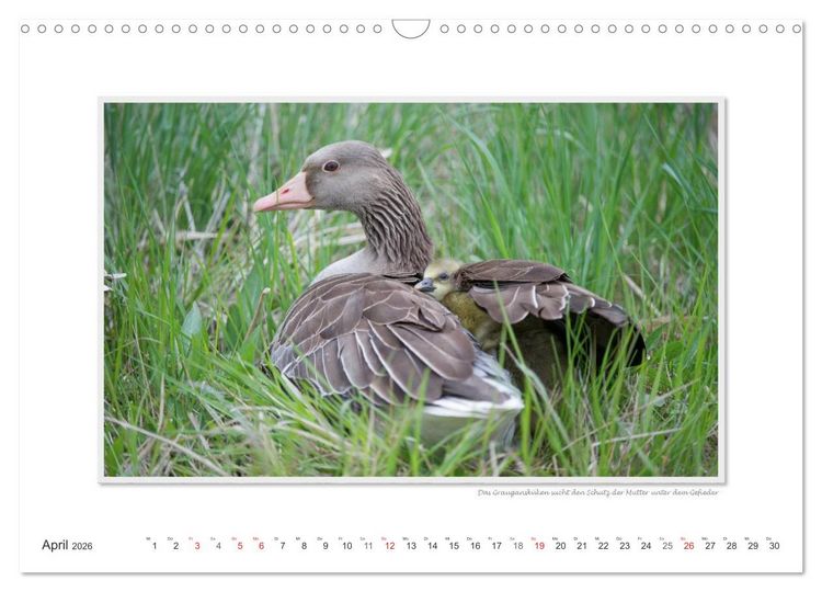 Produktbild: Neusiedler See / CH-Version (Wandkalender 2026 DIN A3 quer), CALVENDO Monatskalender
