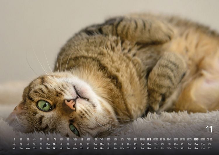 Produktbild: Miau - Unsere Stubentiger - Der Katzenkalender - 2027 - Kalender DIN A2