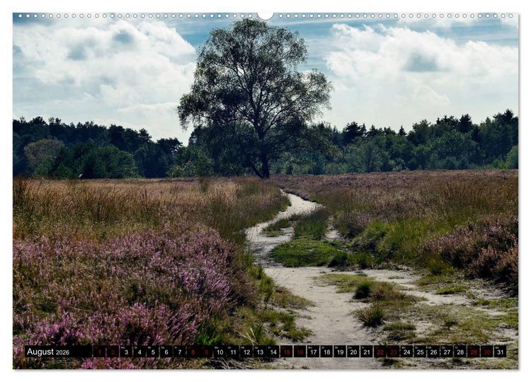 Produktbild: L&uuml;neburger Heide (Wandkalender 2026 DIN A2 quer), CALVENDO Monatskalender