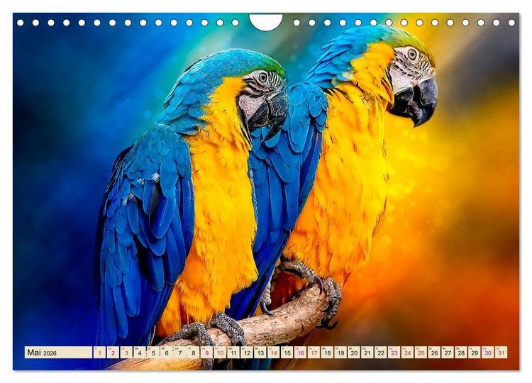 Produktbild: Mein bunter Papagei (Wandkalender 2026 DIN A4 quer), CALVENDO Monatskalender