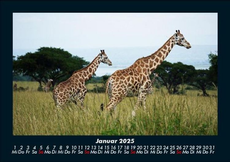 Produktbild: Giraffen 2025 Fotokalender DIN A5