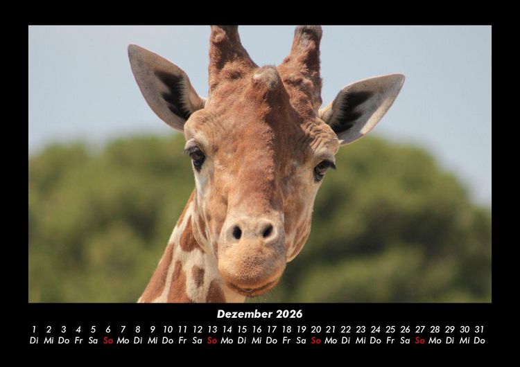 Produktbild: Giraffen 2026 Fotokalender DIN A3