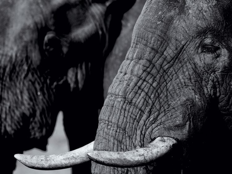 Produktbild: CALVENDO Puzzle Afrikanischer Elefant | 1000 Teile Lege-Gr&ouml;&szlig;e 64x48cm Foto-Puzzle f&uuml;r gl&uuml;ckliche Stunden