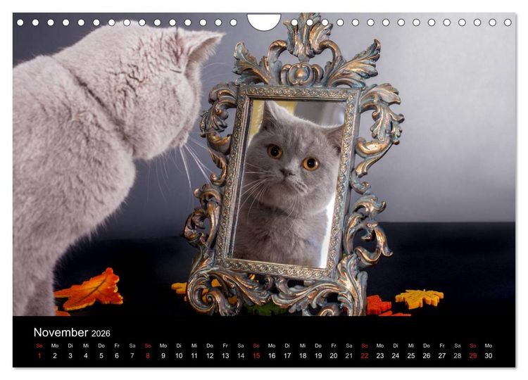 Produktbild: Britisch Kurzhaar Katzen (Wandkalender 2026 DIN A4 quer), CALVENDO Monatskalender