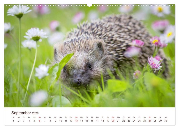 Produktbild: Igel 2026. Tierische Impressionen (hochwertiger Premium Wandkalender 2026 DIN A2 quer), Kunstdruck in Hochglanz