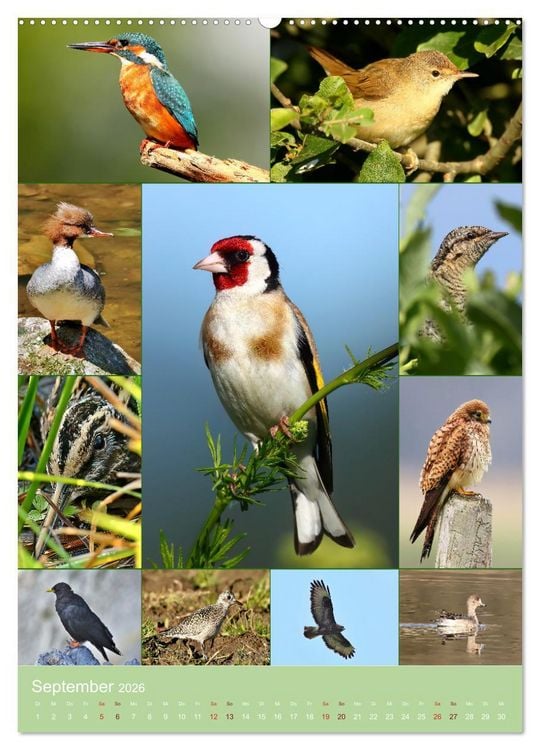 Produktbild: Alles f&uuml;r die V&ouml;gel (Wandkalender 2026 DIN A2 hoch), CALVENDO Monatskalender