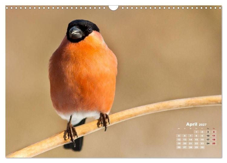 Produktbild: NATUR PUR - Singv&ouml;gel ganz nah (Wandkalender 2027 DIN A3 quer), CALVENDO Monatskalender