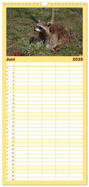 Produktbild: Familienplaner 2026 - Waschb&auml;ren mit 5 Spalten (Wandkalender, 21 x 45 cm) CALVENDO