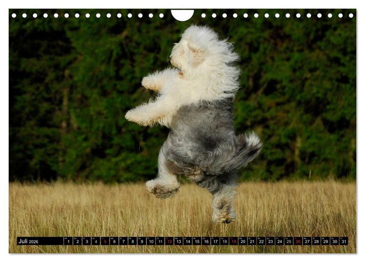 Produktbild: Traumhund Bobtail (Wandkalender 2026 DIN A4 quer), CALVENDO Monatskalender