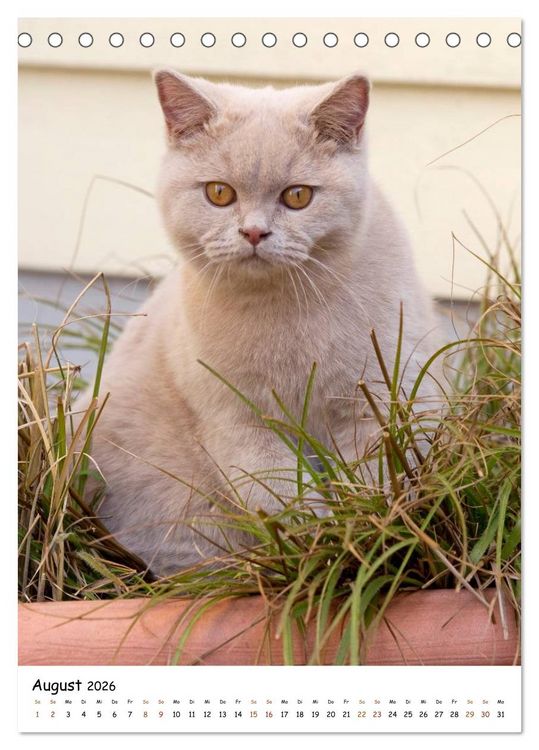 Produktbild: bezaubernde Britisch Kurzhaar Katzen (Tischkalender 2026 DIN A5 hoch), CALVENDO Monatskalender