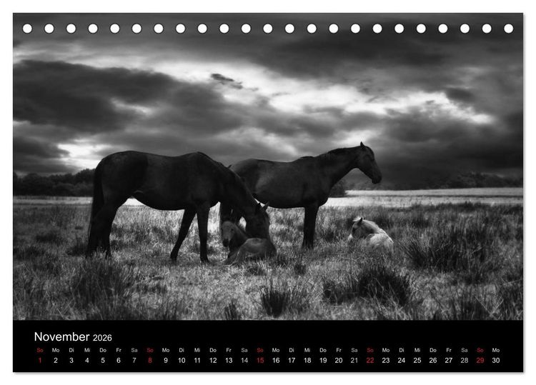 Produktbild: Pferde 2026 Wild Thing (Tischkalender 2026 DIN A5 quer), CALVENDO Monatskalender