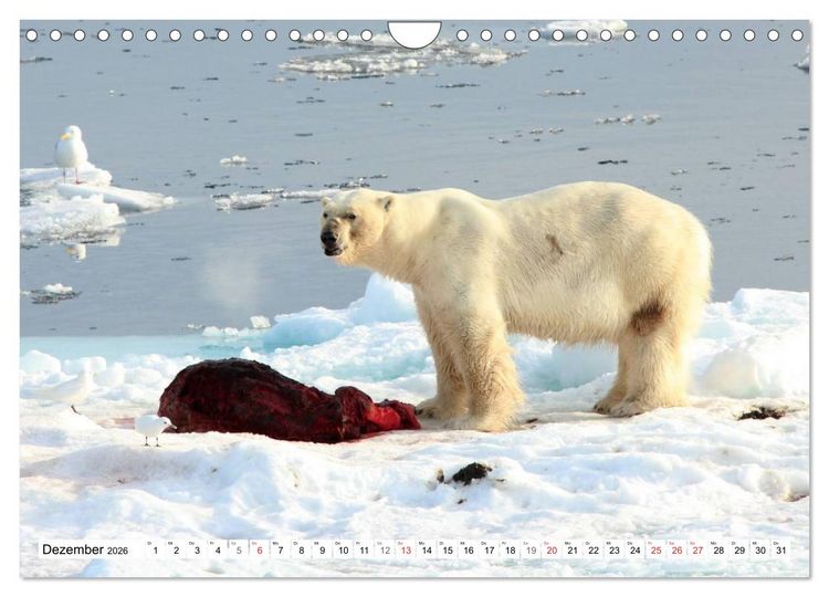 Produktbild: Eisb&auml;ren - K&ouml;nige der Arktis (Wandkalender 2026 DIN A4 quer), CALVENDO Monatskalender